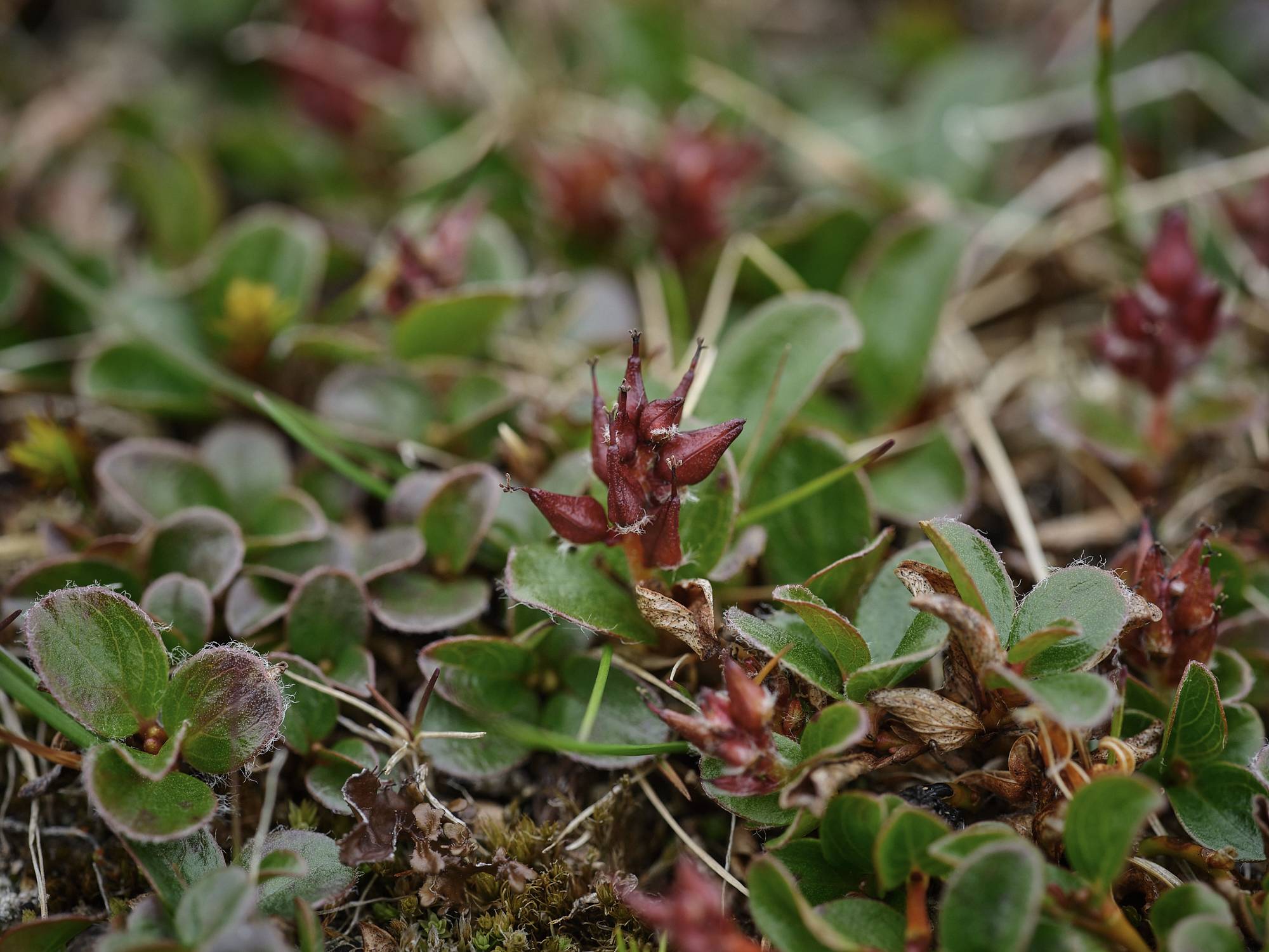 red seed pods of a willow species